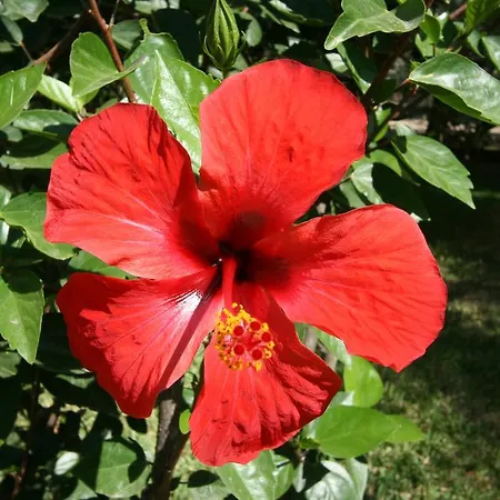 Niriton Gæstehus 3*